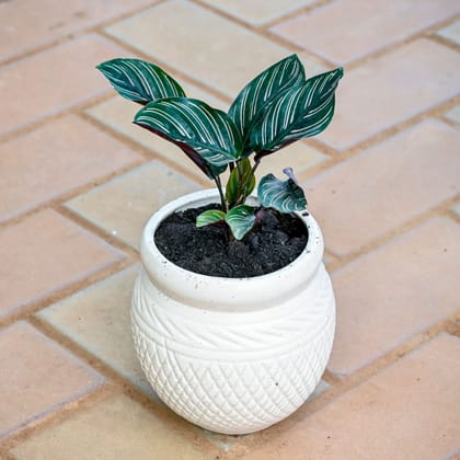 Calathea Pin Stripe in 5 Inch White Matki Textured Ceramic Pot