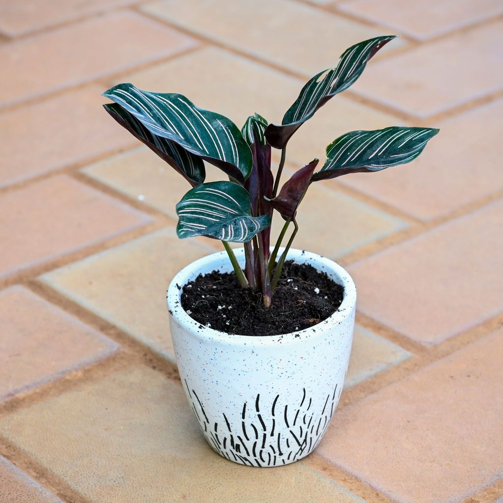 Calathea Pin Stripe in 3 Inch Classy White Cup Designer Ceramic Pot (any design) Calathea Pin Stripe in 3 Inch Classy White Cup Designer Ceramic Pot (any design)