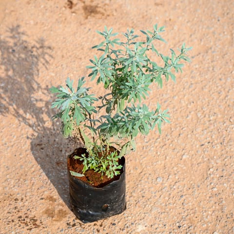 Lavender  in 4 Inch Nursery bag
