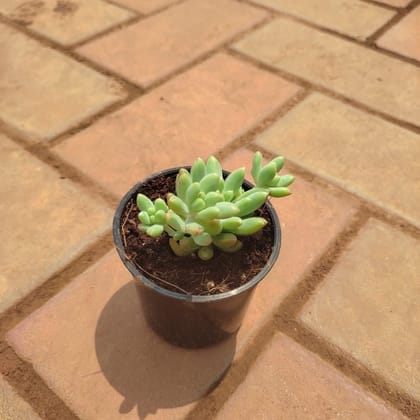 Buy Burro's Tail Succulent in 3 Inch Plastic Pot  Online | Urvann.com