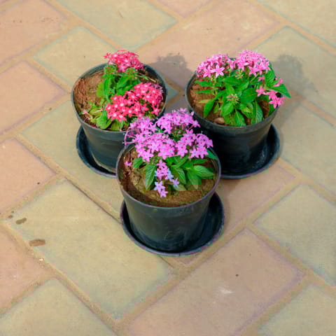 Set Of 3 - Pentas (Pink & Purple) in 5 Inch Nursery Pot With Tray