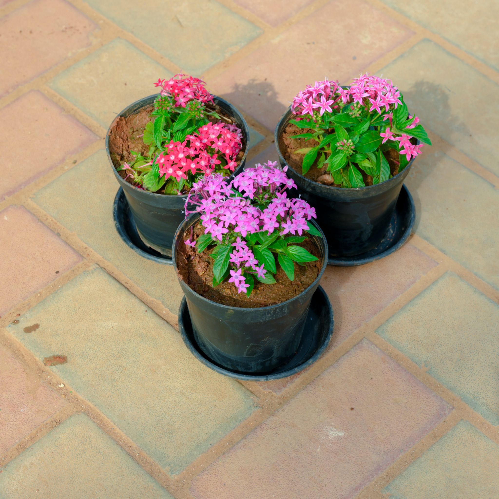Set Of 3 - Pentas (Pink & Purple) in 5 Inch Nursery Pot With Tray