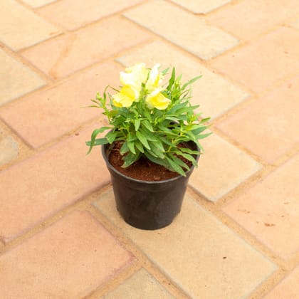 Buy Antirrhinum Majus / Dog plant Pink in 4 Inch Nursery Pot Online | Urvann.com