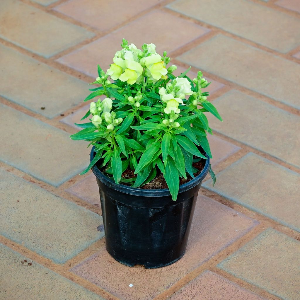 Buy Antirrhinum Majus (Snapdragon) / Dog Flower Yellow in 4 Inch Nursery Pot Online | Urvann.com Antirrhinum Majus (Snapdragon) / Dog Flower Yellow in 4 Inch Nursery Pot