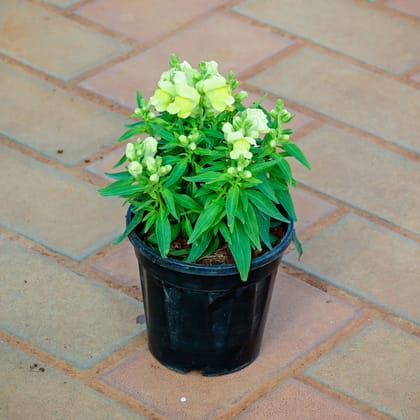 Buy Antirrhinum Majus (Snapdragon) / Dog Flower Yellow in 4 Inch Nursery Pot Online | Urvann.com