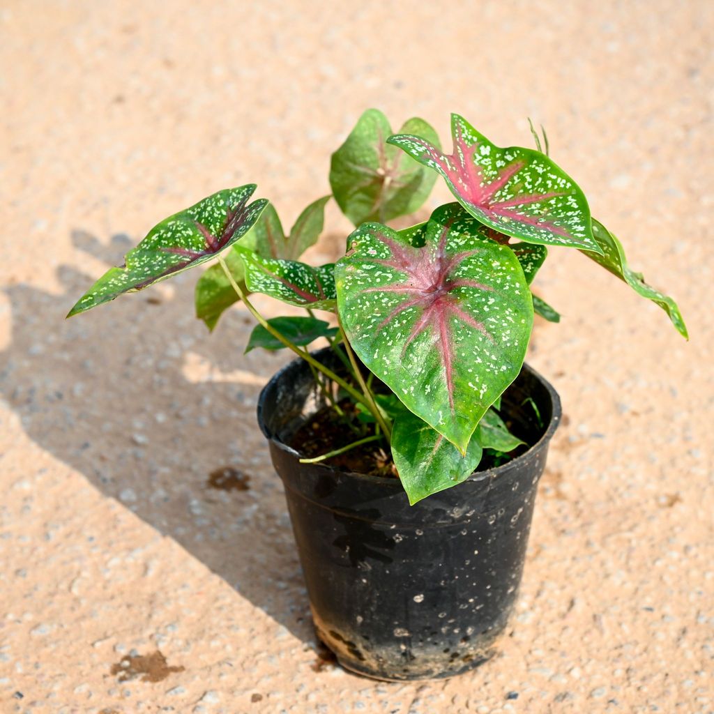 Buy Caladium Green Tip in 5 Inch Nursery Pot Online | Urvann.com Caladium Green Tip in 5 Inch Nursery Pot