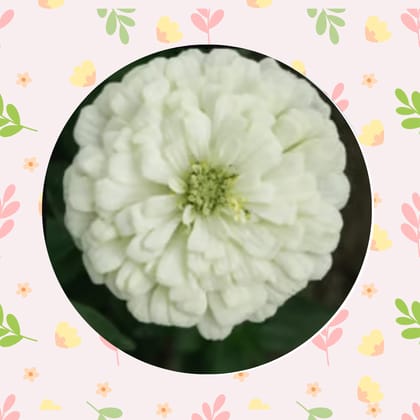Free Gift - Zinnia White Seeds  - Excellent Germination Summer Seeds - Flash Sale