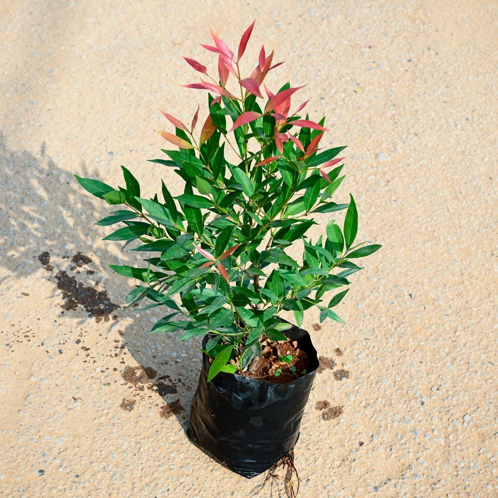 Buy Syzygium / Christina Ficus� in 5 Inch Nursery bag Online | Urvann.com Syzygium / Christina Ficus? in 5 Inch Nursery bag