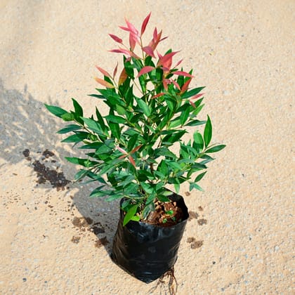 Buy Syzygium / Christina Ficus� in 5 Inch Nursery bag Online | Urvann.com