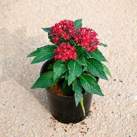 Pentas Red in 5 Inch Nursery Pot