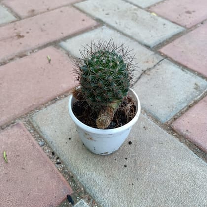 Buy Cactus Barrel in 3 Inch Plastic Pot Online | Urvann.com