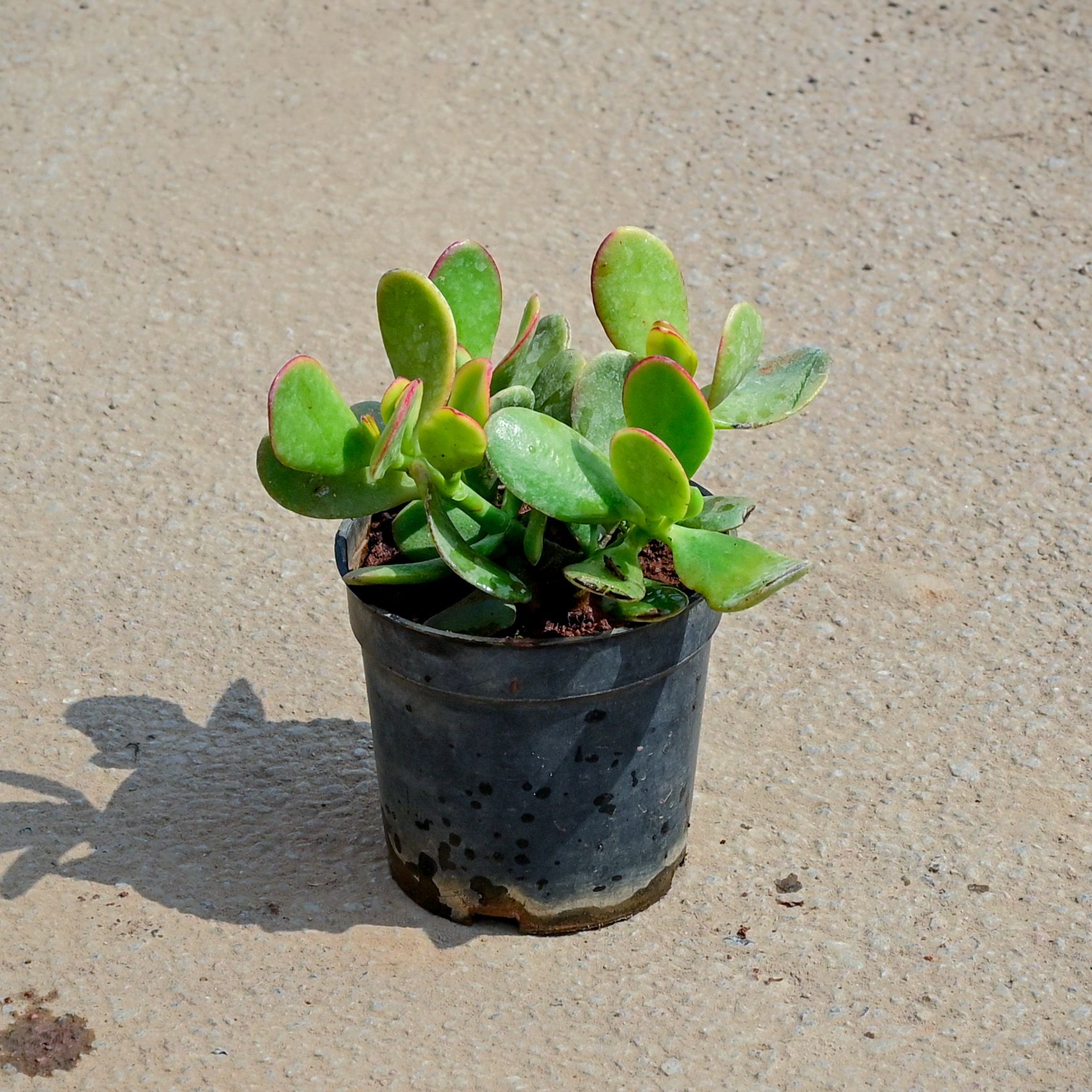 Crassula Arborescens Succulent in 5 Inch Nursery Pot