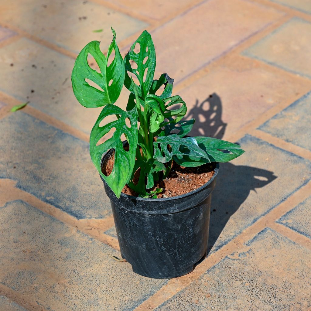 Buy Monstera Broken Heart in 4 Inch Nursery Pot Online | Urvann.com Monstera Broken Heart in 4 Inch Nursery Pot