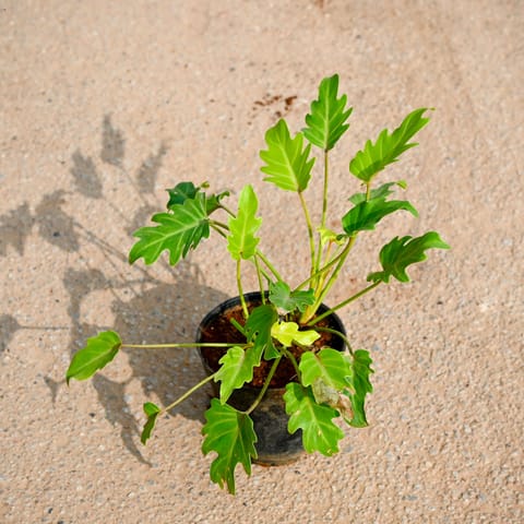 Xanadu Green in 5 Inch Nursery Pot