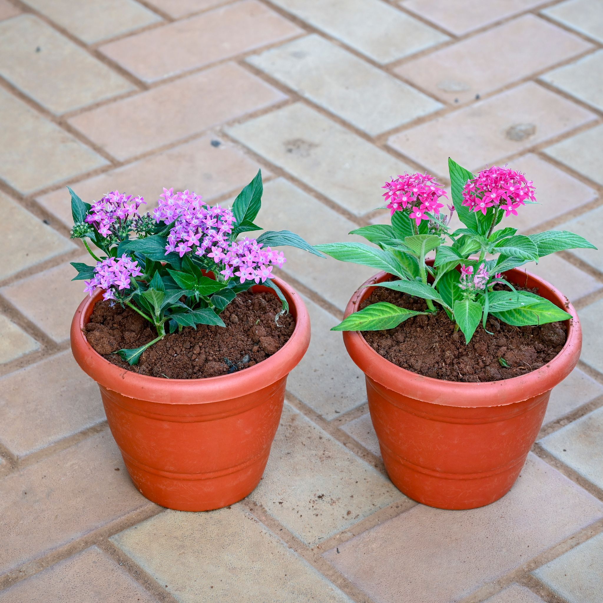 Set of 2 - Pentas (Lavender & Pink) in 7 Inch Classy Red Plastic Pot