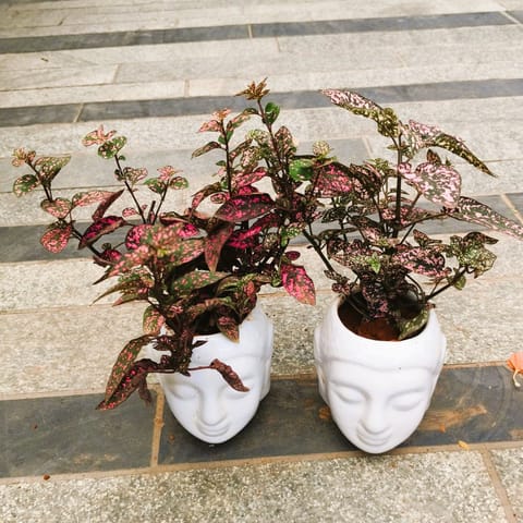 Set of 2 - Hypoestes / Polka Dot (Pink Brocade & Carmina) in 5 Inch Nursery Pot