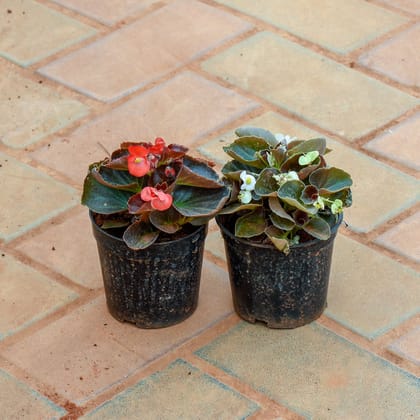 Buy Set Of 2 - Begonia ( Any Colour) in 4 Inch Nursery Pot Online | Urvann.com