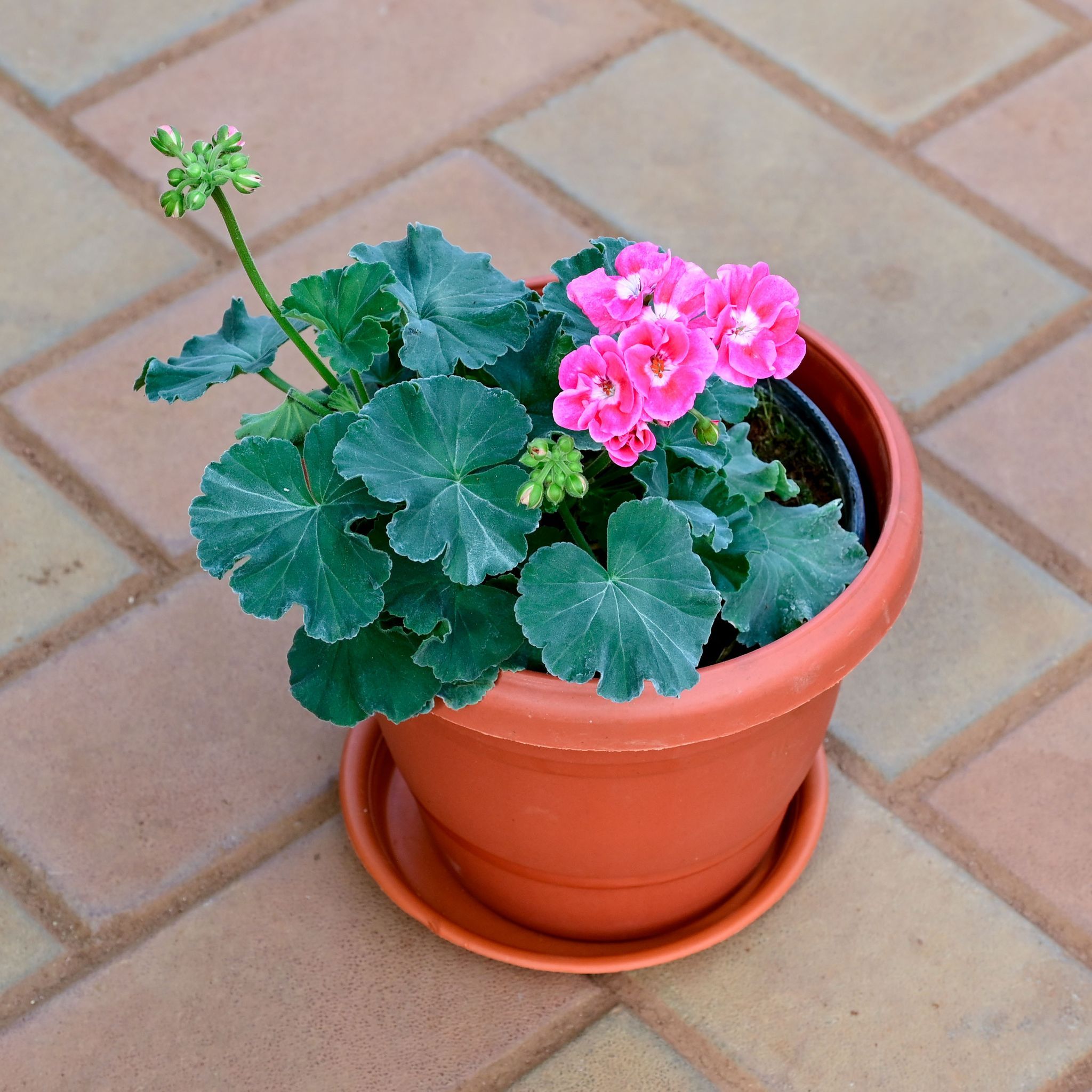 Geranium (Any Colour) in 8 Inch Classy Red Plastic Pot with Tray