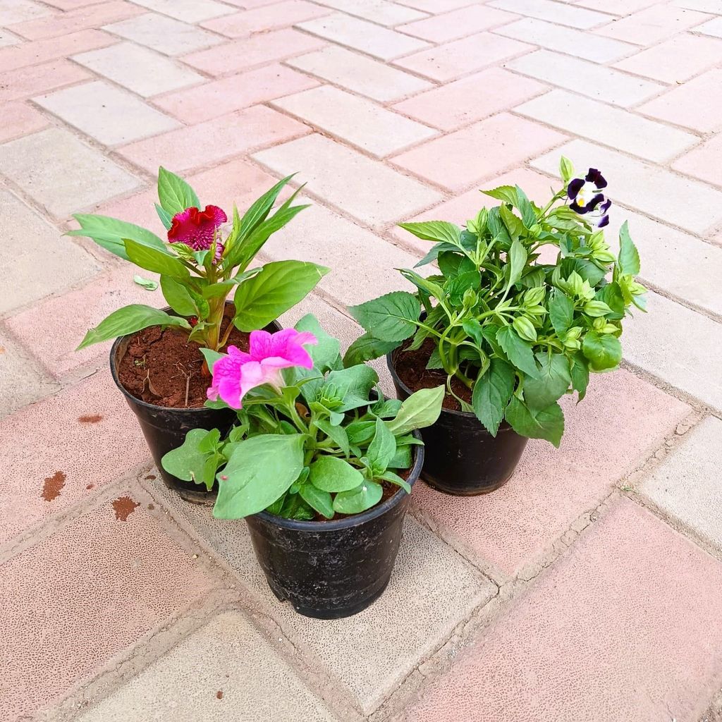 Buy Set of 3 - Petunia, Torenia / Wishbone & Celosia / Cockscomb (any colour) in 4 Inch Plastic Pot Online | Urvann.com Set of 3 - Petunia, Torenia / Wishbone & Celosia / Cockscomb (any colour) in 4 Inch Nursery Pot