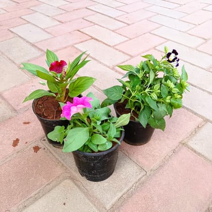 Buy Set of 3 - Petunia, Torenia / Wishbone & Celosia / Cockscomb (any colour) in 4 Inch Plastic Pot Online | Urvann.com