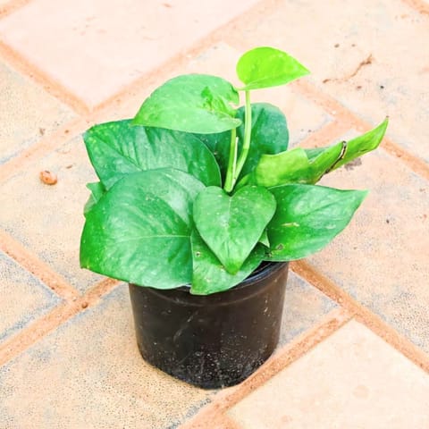Money Plant Green in 4 Inch Nursery Pot