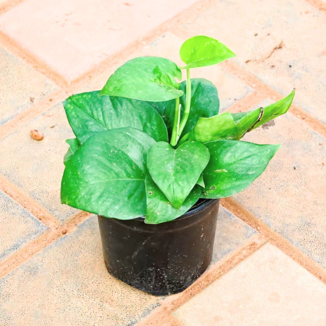 Money Plant Green in 4 Inch Nursery Pot