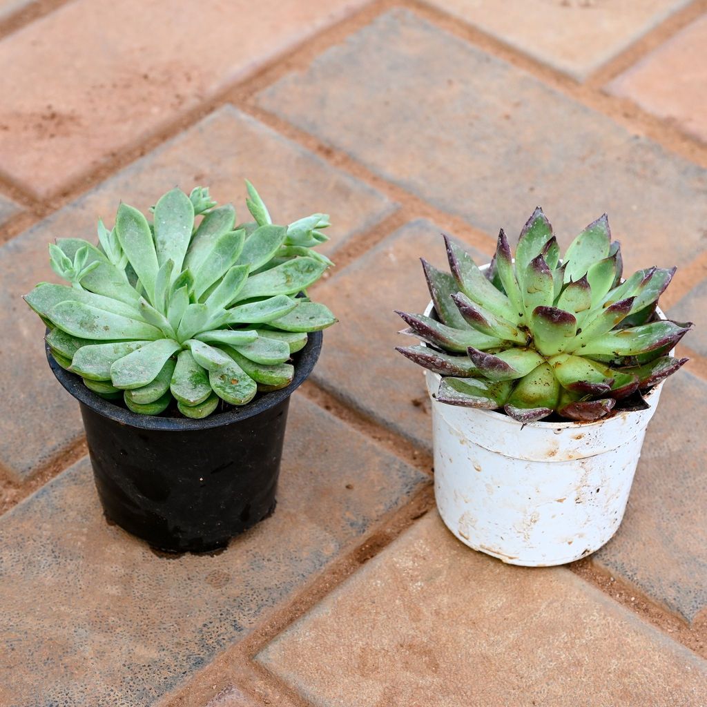 Buy Set of 2 - Echeveria Green & Red Tipped Succulent in 3 Inch Nursery Pot Online | Urvann.com Set of 2 - Echeveria Green & Red Tipped Succulent in 3 Inch Nursery Pot