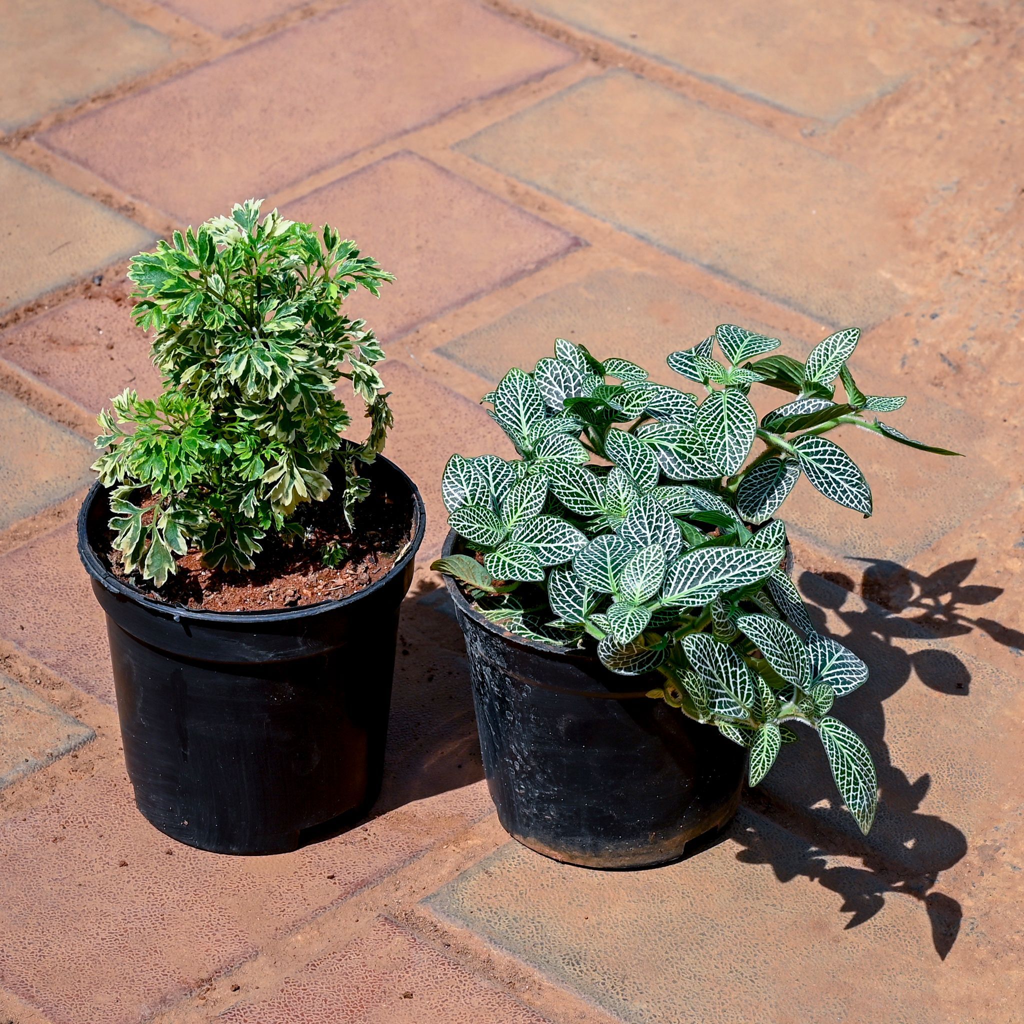 Set of 2 - Fittonia & Aralia Variegated in 4 Inch Nursery Pot