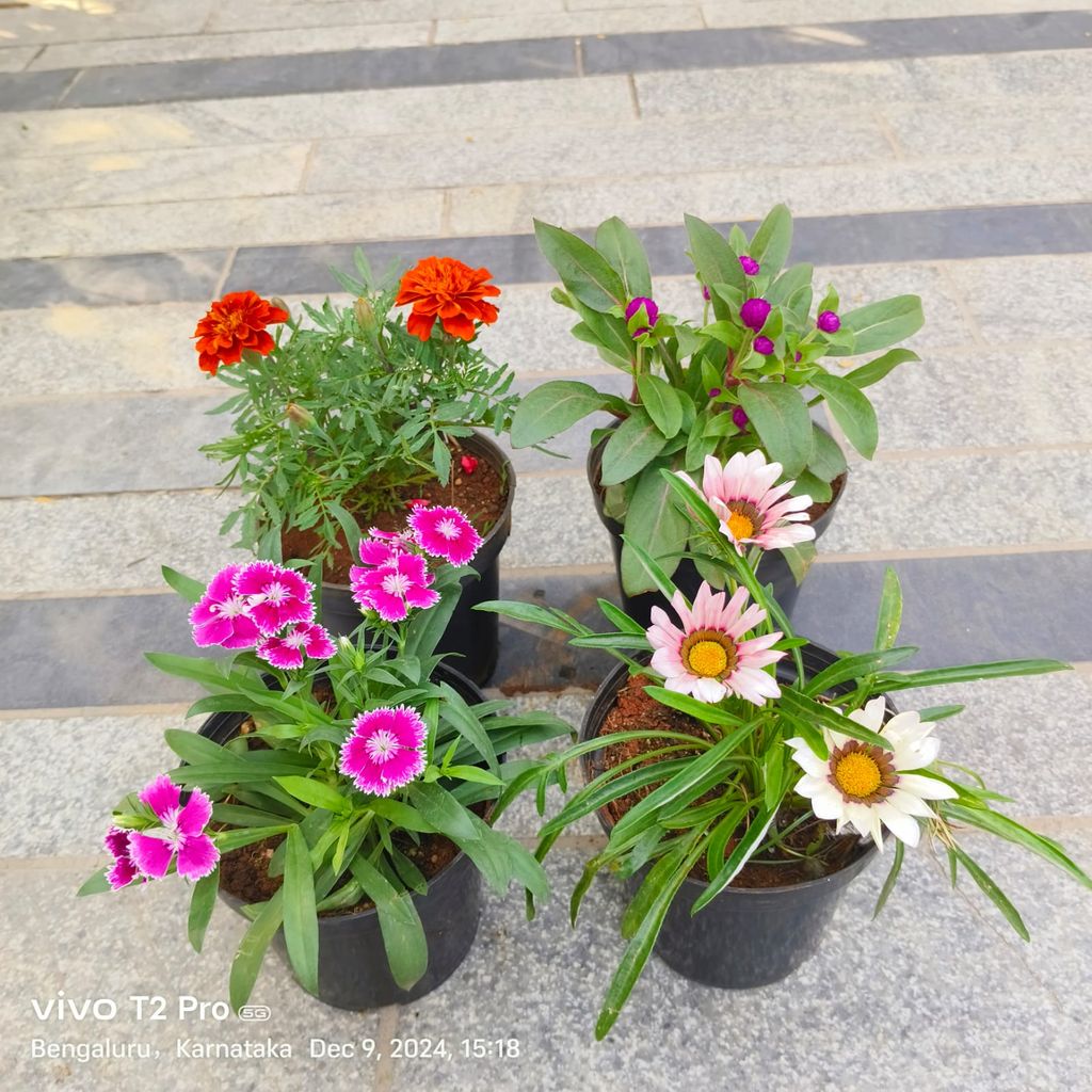 Buy Set Of 4 - Marigold / Genda, Dianthus, Gazania & Gomphrena (Any Colour) in 4 Inch Nursery Pot Online | Urvann.com Set Of 4 - Marigold / Genda, Dianthus, Gazania & Gomphrena (Any Colour) in 4 Inch Nursery Pot