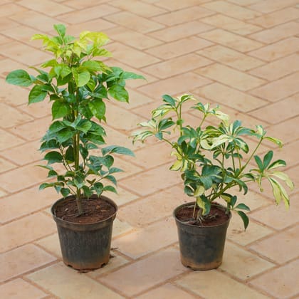 Buy Set of 2 - China Doll / Radermachera & Schefflera Variegated in 5 Inch Nursery Pot Online | Urvann.com
