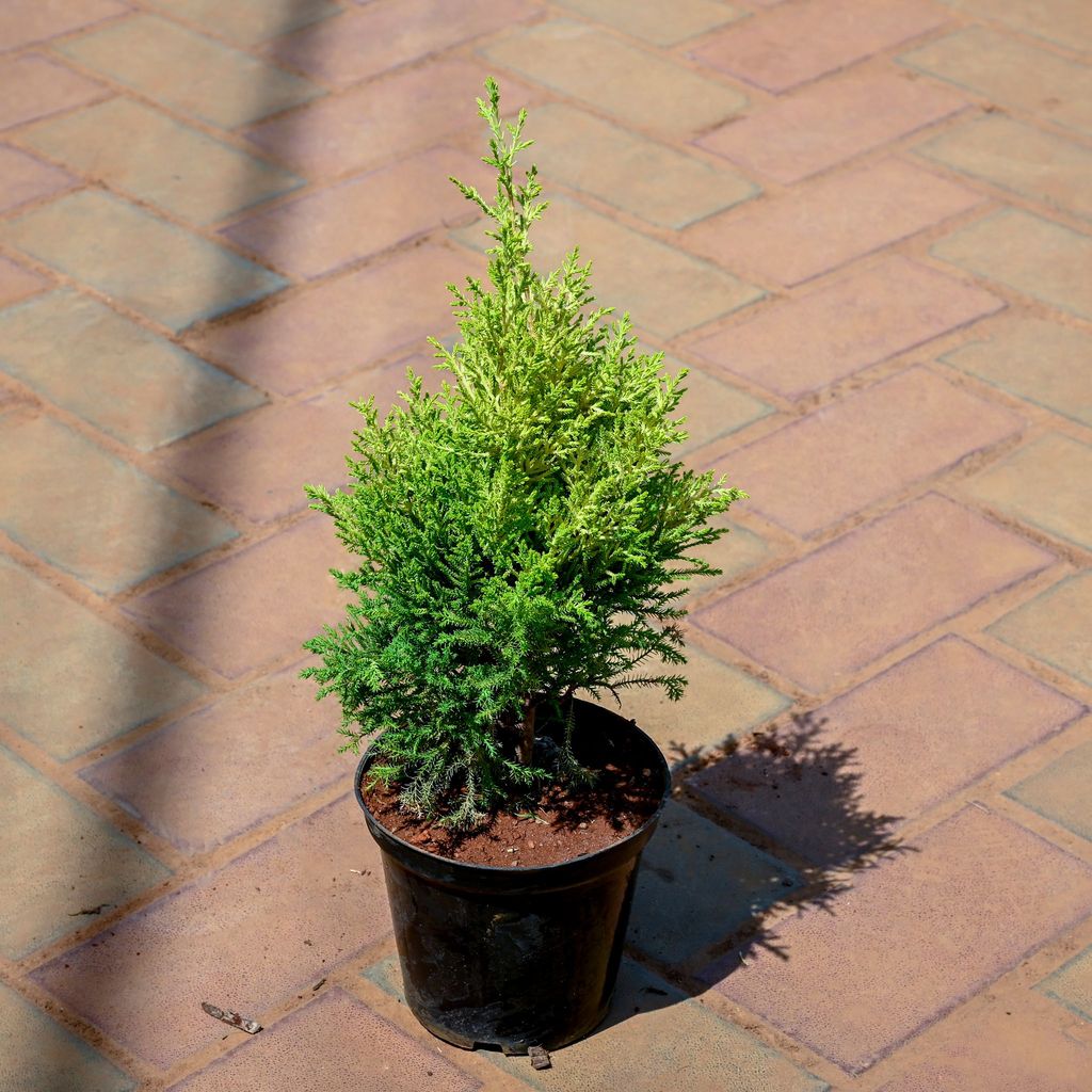 Buy Golden Cypress in 6 Inch Nursery Pot Online | Urvann.com Golden Cypress in 6 Inch Nursery Pot