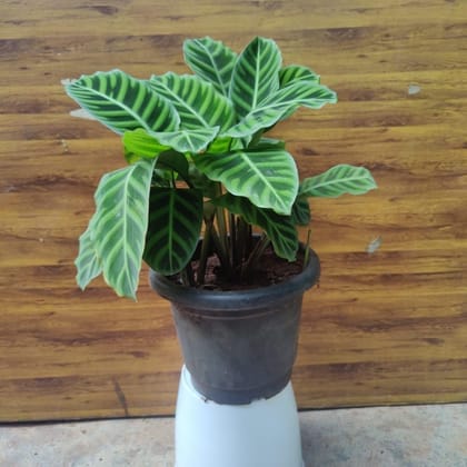 Buy Calathea Zebrina in 10 Inch Plastic Pot Online | Urvann.com