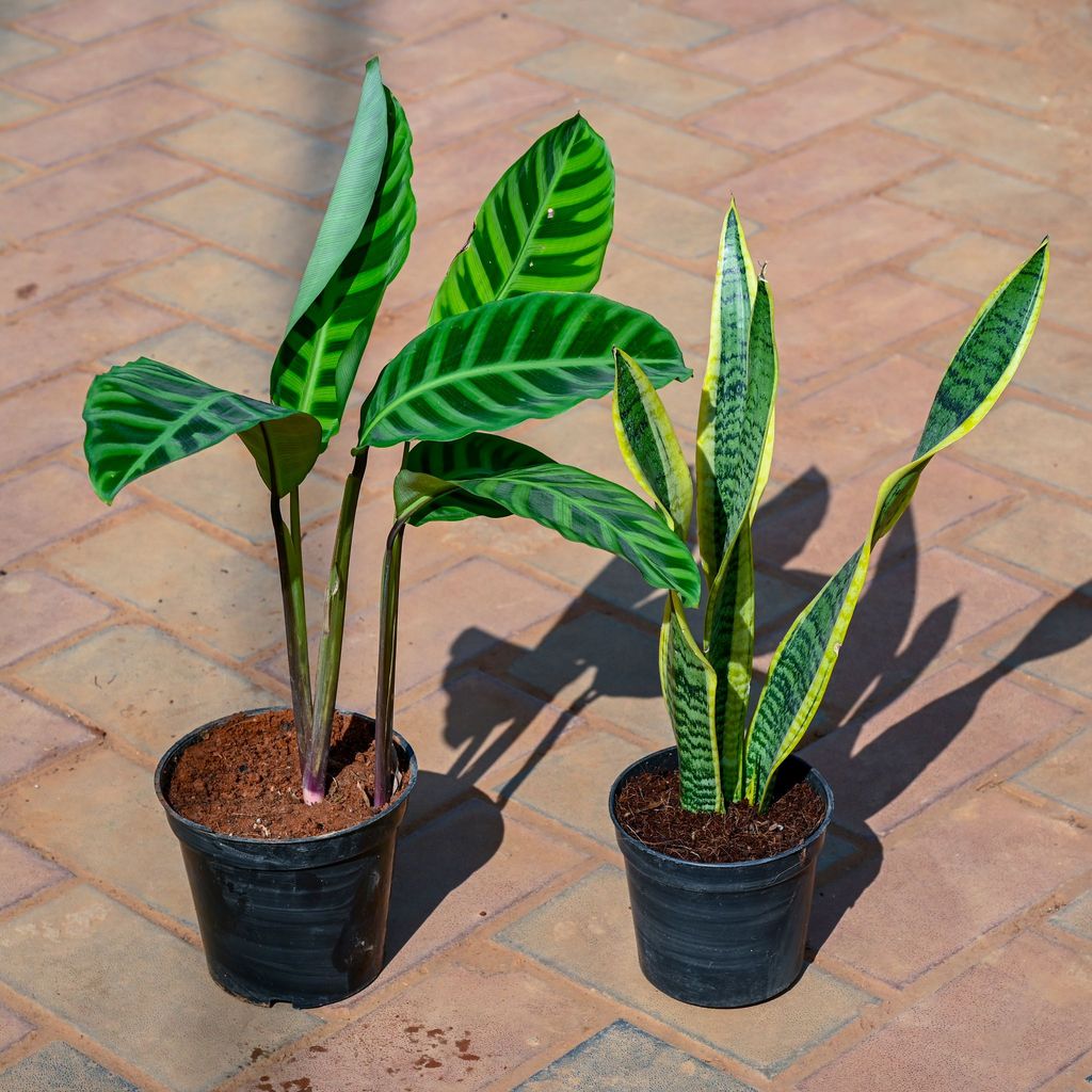 Set Of 2 - (Snake Plant & Zebrina) in 5 Inch Nursery Pot