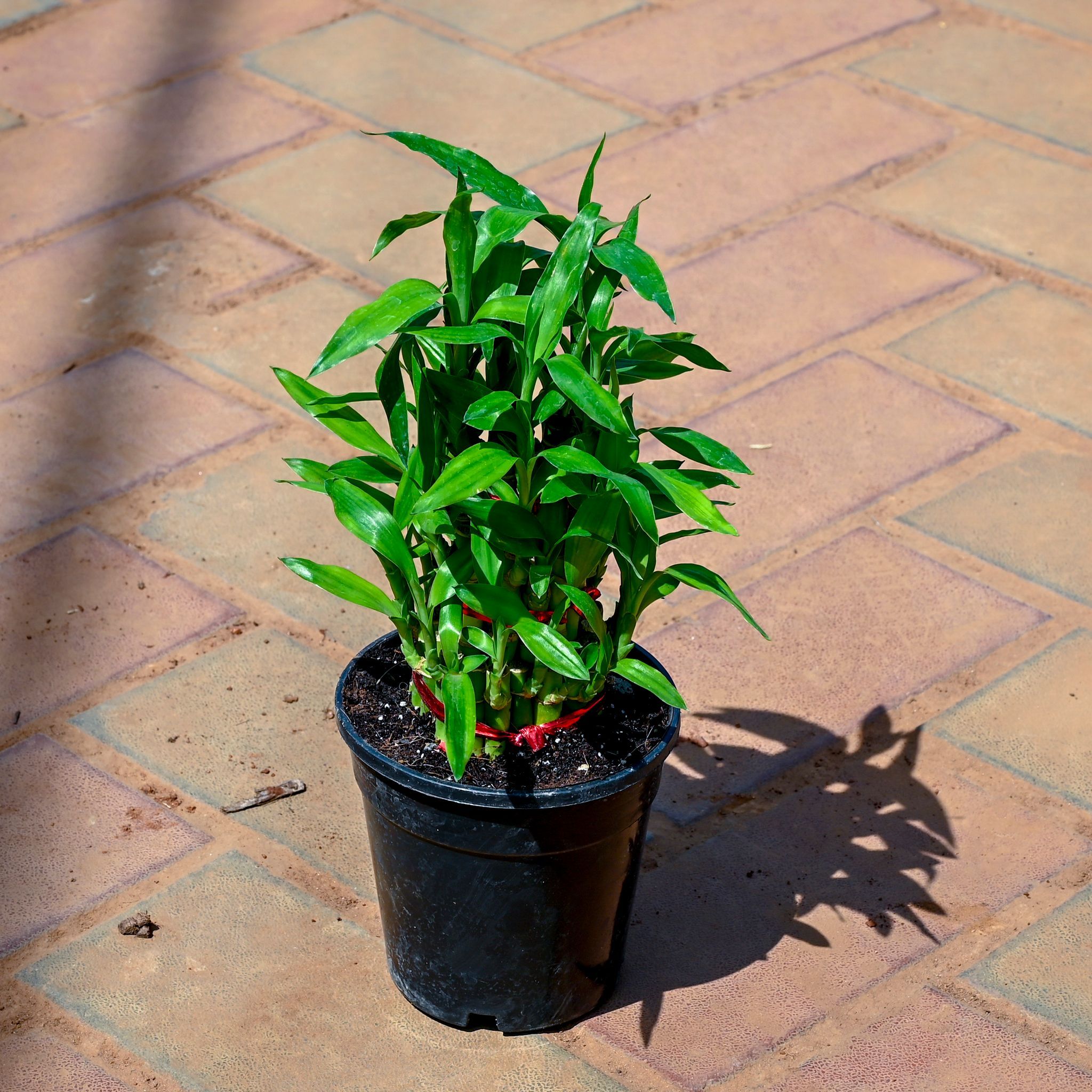 Lucky Bamboo in 4 Inch Nursery Pot