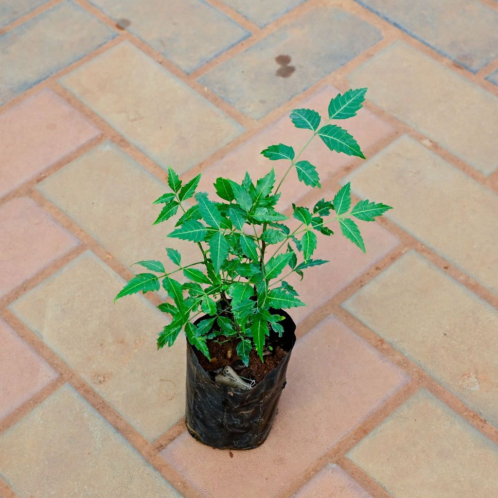 Neem / Azadirachta indica in 4 Inch Nursery Bag