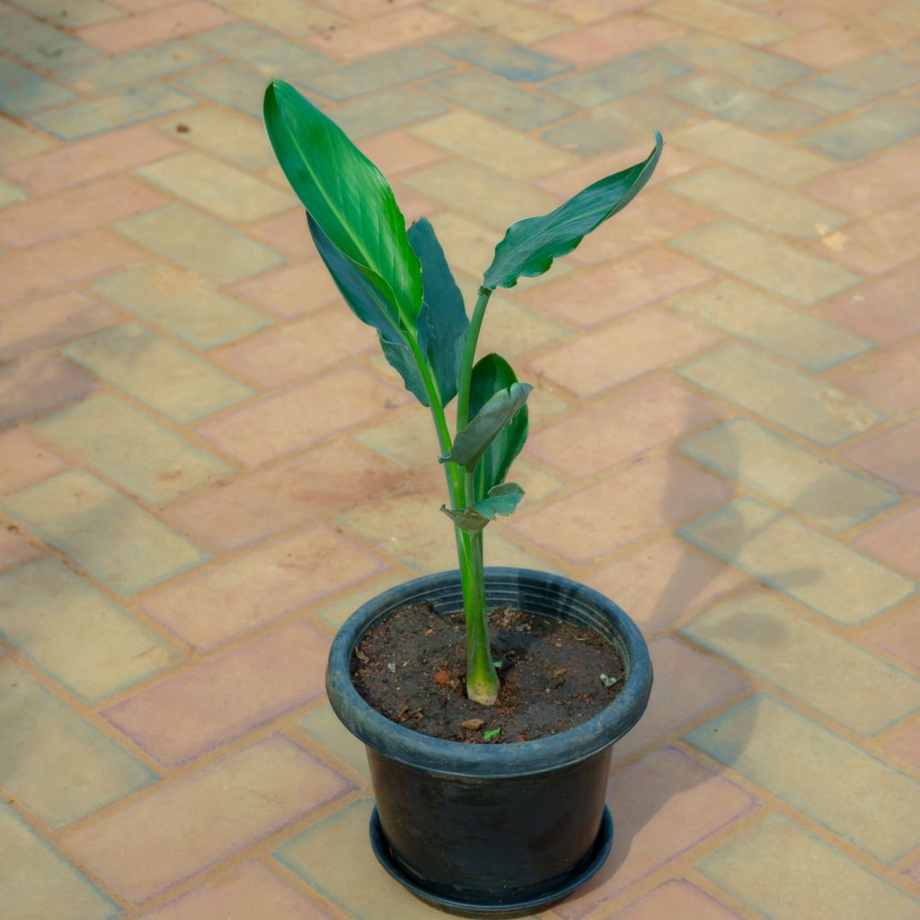 Buy Bird Of Paradise in 10 Inch Nursery Pot With Tray Online | Urvann.com Bird Of Paradise in 10 Inch Nursery Pot With Tray