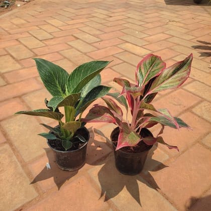 Buy Set of 2- Aglaonema Lipstick & Philodendron Birkin in 4 Inch Plastic Pot Online | Urvann.com