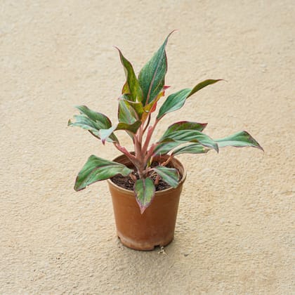 Buy Aglaonema lipstick in 4 Inch Nursery Pot Online | Urvann.com
