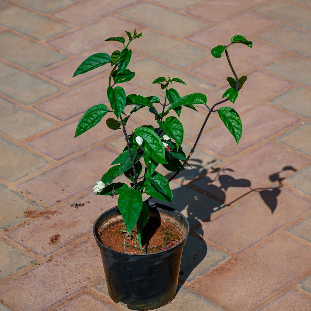 Buy Bleeding Heart in 5 Inch Nursery Pot Online | Urvann.com Bleeding Heart in 5 Inch Nursery Pot
