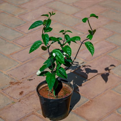 Buy Bleeding Heart in 5 Inch Nursery Pot Online | Urvann.com