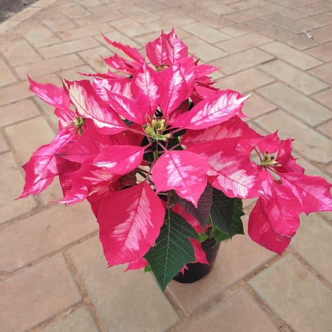 Poinsettia / Christmas Flower Red & White in 5 Inch Nursery Pot