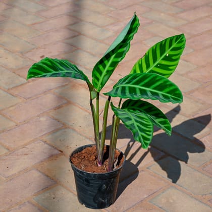 Buy Calathea / Zebrina in 5 Inch Nursery Pot Online | Urvann.com