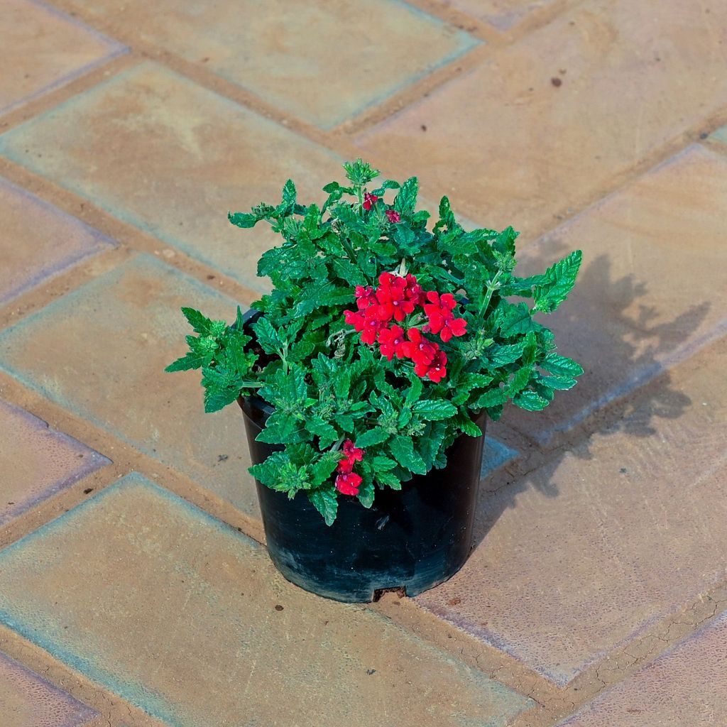 Buy Verbena Red in 4 Inch Nursery Pot Online | Urvann.com Verbena Red in 4 Inch Nursery Pot