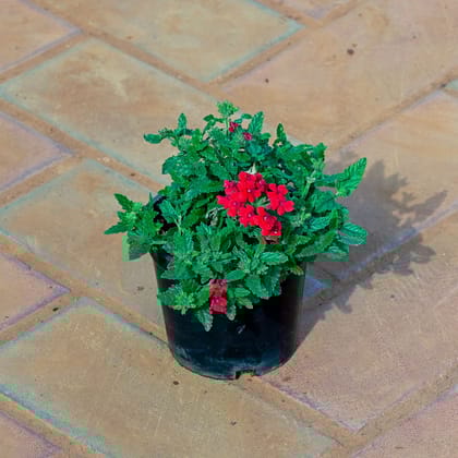 Buy Verbena Red in 4 Inch Nursery Pot Online | Urvann.com