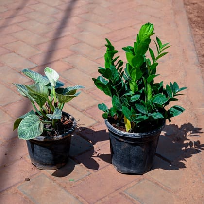 Buy Set of 2 - Zz Plant & Philodendron Birkin in 7 Inch Nursery Pot Online | Urvann.com