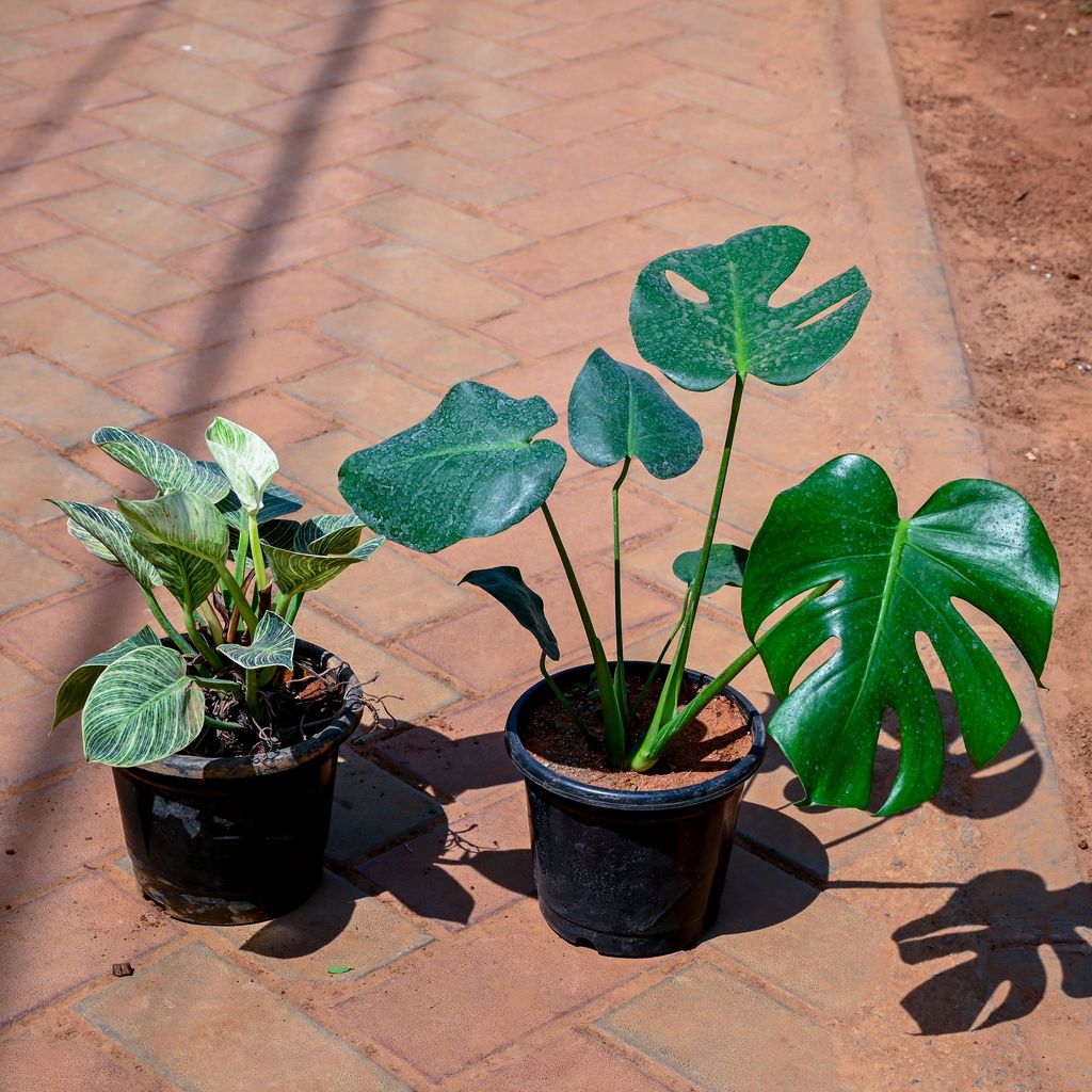 Buy Set of 2 - Monstera Deliciosa & Philodendron Birkin in 7 Inch Nursery Pot Online | Urvann.com Set of 2 - Monstera Deliciosa & Philodendron Birkin in 7 Inch Nursery Pot