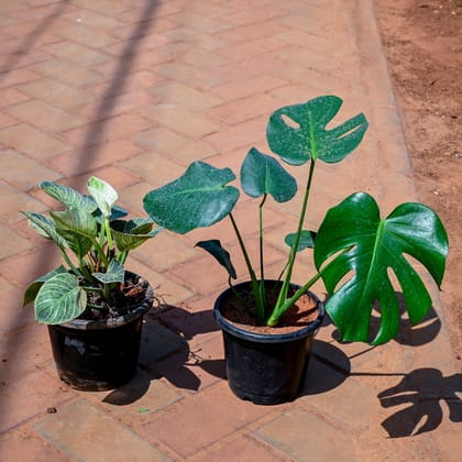 Buy Set of 2 - Monstera Deliciosa & Philodendron Birkin in 7 Inch Nursery Pot Online | Urvann.com