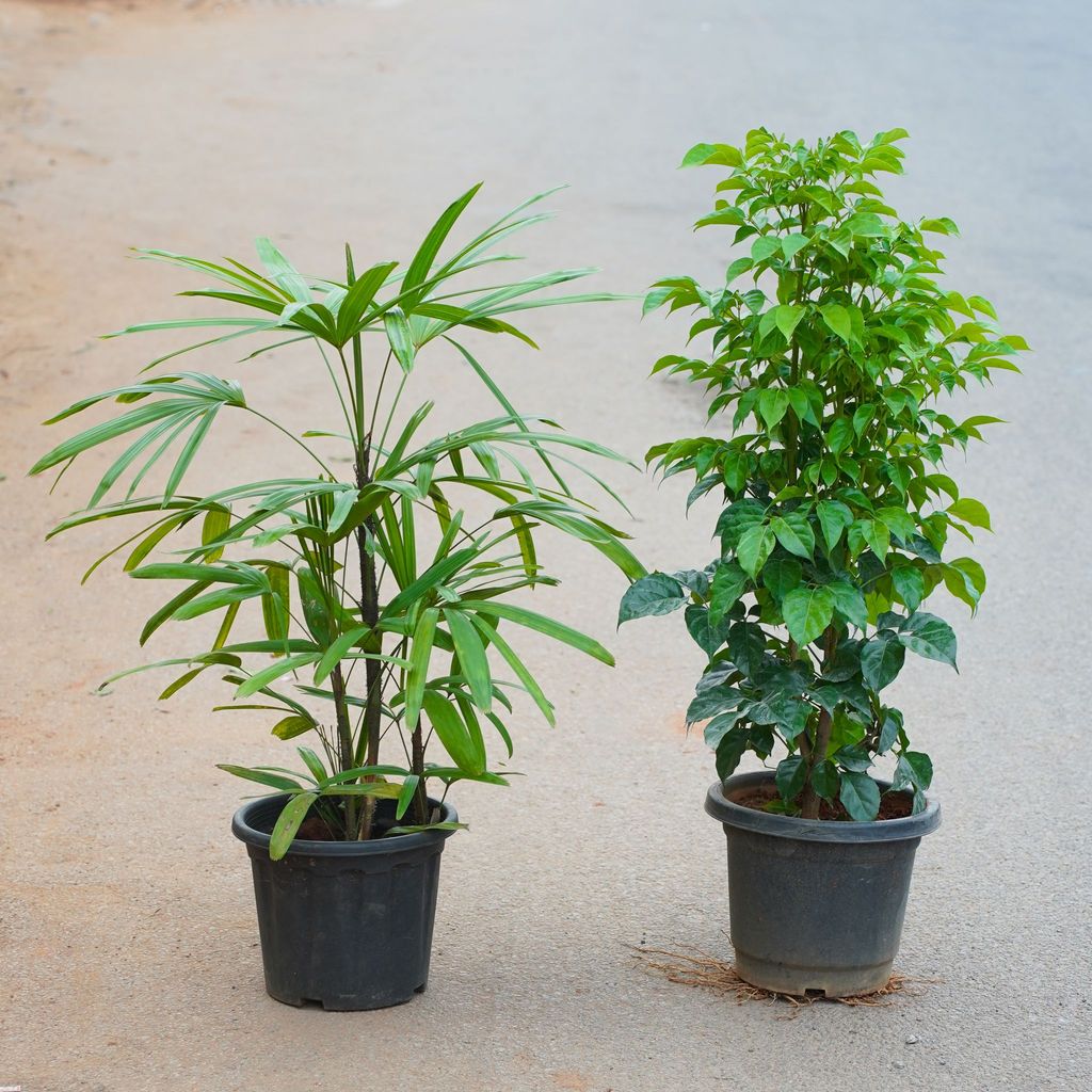 Buy Set of 2 - Raphis Palm & China Doll in 8 Inch Nursery Pot Online | Urvann.com Set of 2 - Raphis Palm & China Doll in 8 Inch Nursery Pot