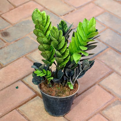 Buy Zz Rare Black in 5 Inch Nursery Pot Online | Urvann.com