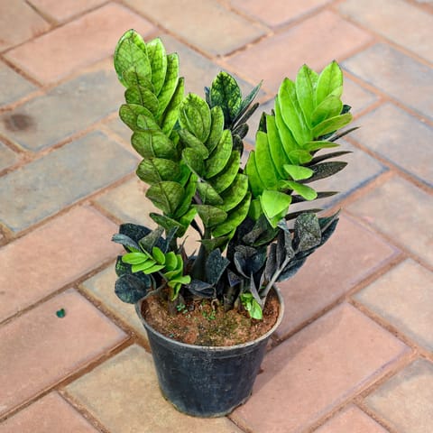 Zz Rare Black in 5 Inch Nursery Pot